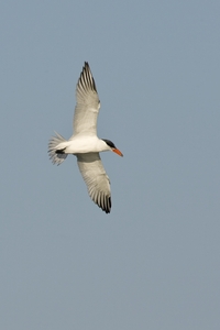 Caspian Tern
