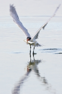 Caspian Tern