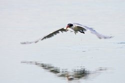 Caspian Tern