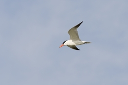 Caspian Tern