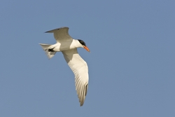 Caspian Tern