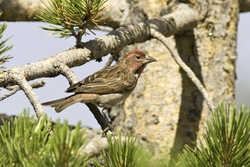 Cassin's Finch