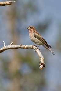 Cassin's Finch