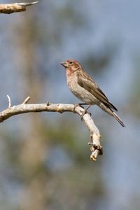 Cassin's Finch