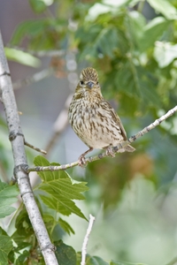 Cassin's Finch