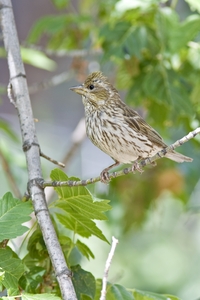Cassin's Finch