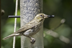 Cassin's Finch