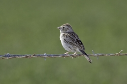 Cassin's Sparrow