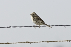 Cassin's Sparrow