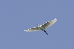 Cattle Egret