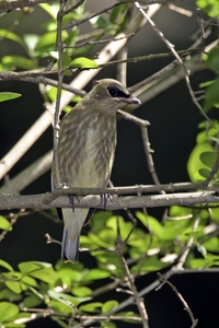 Cedar Waxwing