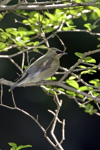 Cedar Waxwing