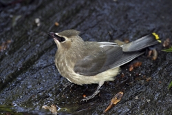 Cedar Waxwing