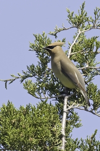 Cedar Waxwing