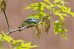 Cerulean Warbler