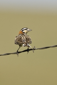 Chestnut-collared Longspur