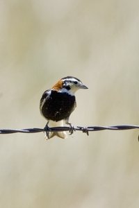 Chestnut-collared Longspur