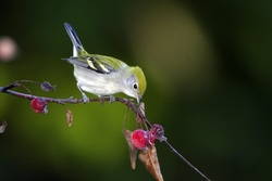 Chestnut-sided Warbler