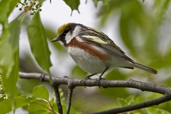 Chestnut-sided Warbler