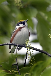 Chestnut-sided Warbler