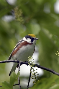 Chestnut-sided Warbler