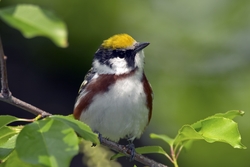 Chestnut-sided Warbler
