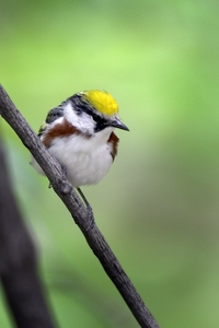 Chestnut-sided Warbler