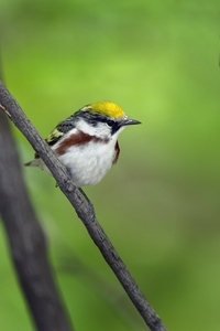 Chestnut-sided Warbler