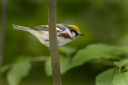 Chestnut-sided Warbler