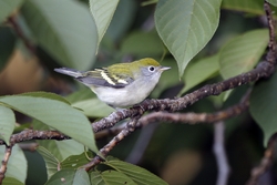 Chestnut-sided Warbler
