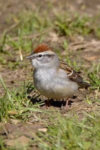 Chipping Sparrow