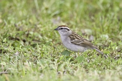Chipping Sparrow