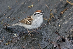 Chipping Sparrow