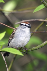 Chipping Sparrow