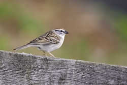 Chipping Sparrow