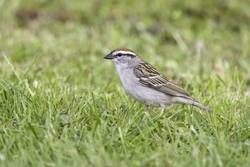 Chipping Sparrow