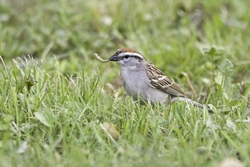 Chipping Sparrow
