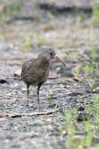 Clapper Rail