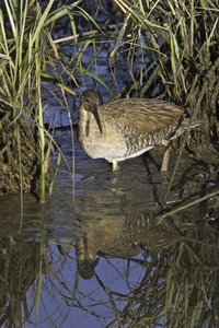 Clapper Rail
