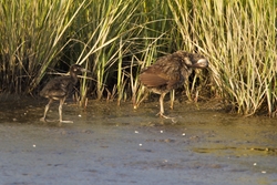 Clapper Rail