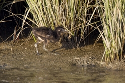 Clapper Rail