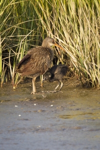 Clapper Rail
