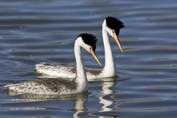 Clarks Grebe