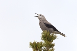 Clarks Nutcracker