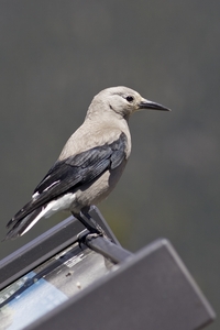 Clarks Nutcracker