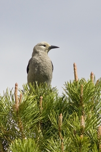 Clarks Nutcracker