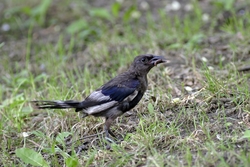 Common Grackle
