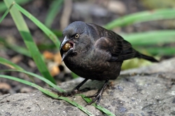 Common Grackle