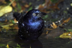 Common Grackle