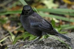 Common Grackle